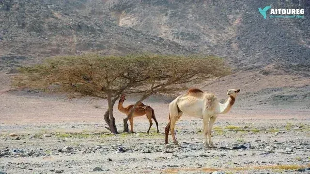2-day itinerary to Marsa Alam from Hurghada.