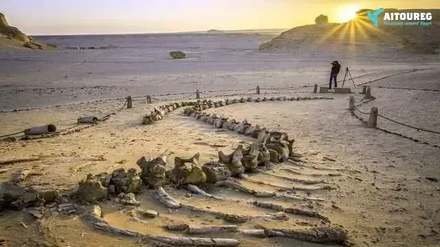 2 day trip fayoum oasis and wadi el hitan from hurghada