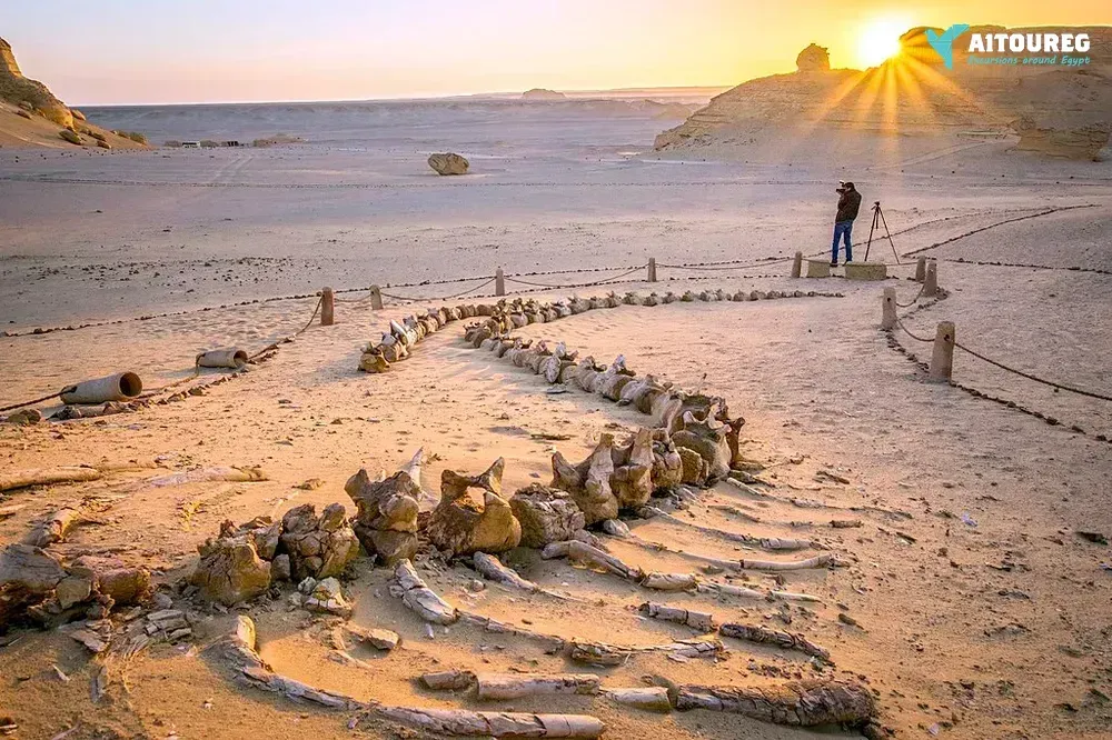 2 day trip fayoum oasis and wadi el hitan from sahel hashesh