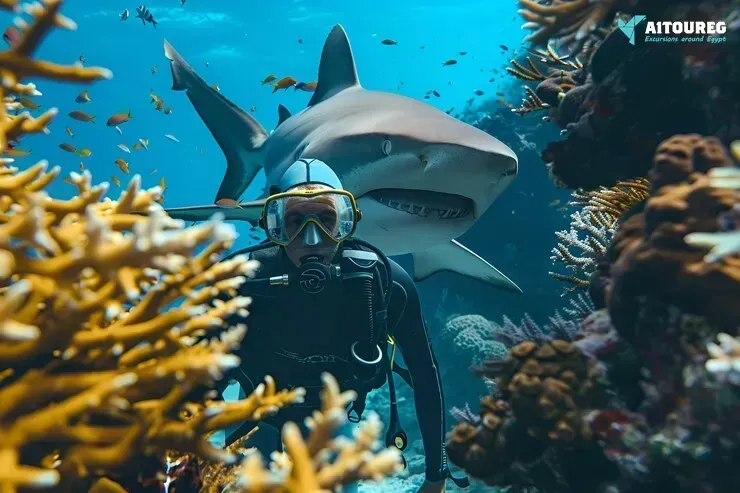 2 days scuba diving course excursions in portghalib
