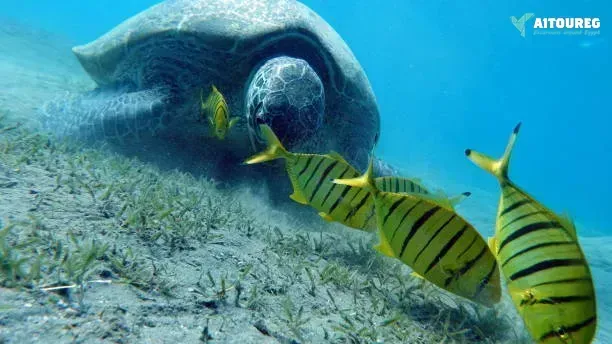 7 day tour packages from marsa alam
