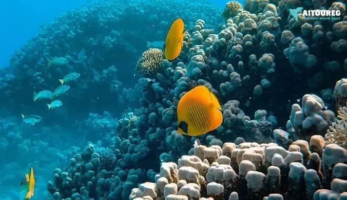 8 days marsa alam holiday package with nile cruise