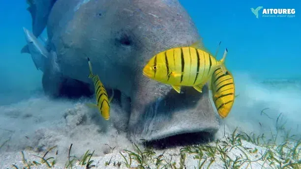 Abu dabbab dugong bay snorkeling tour from marsa alam