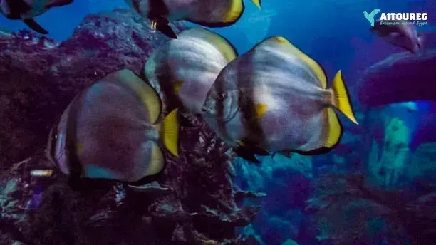 Abu dabbab dugong bay snorkeling tour from marsa alam