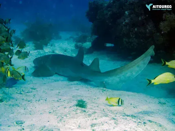 Abu dabbab dugong bay snorkeling tour from marsa alam