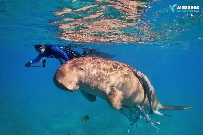 Abu dabbab dugong snorkelling trip from sahel hashesh