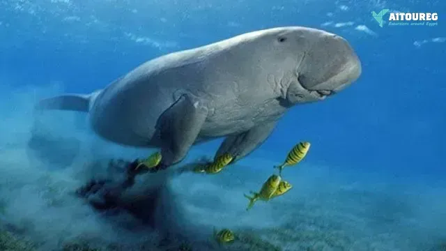 Abu dabbab dugong snorkelling trip from sahel hashesh