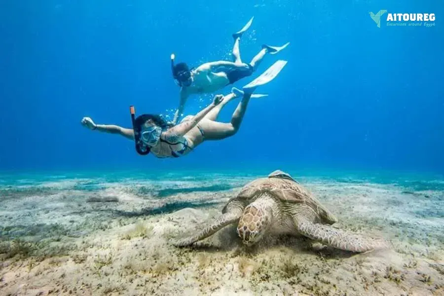 Abu dabbab dugong snorkelling trip from sahel hashesh