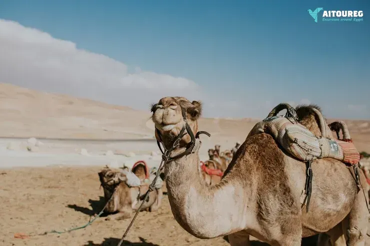 Cairo aswan and abu simbel two days tour from portghalib