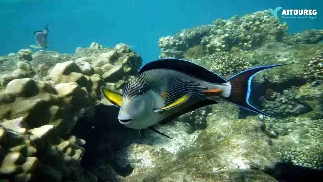 Day scuba diving el gouna egypt red sea