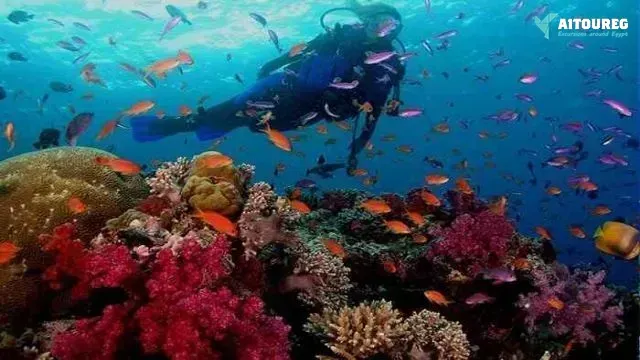 Day scuba diving el gouna egypt red sea
