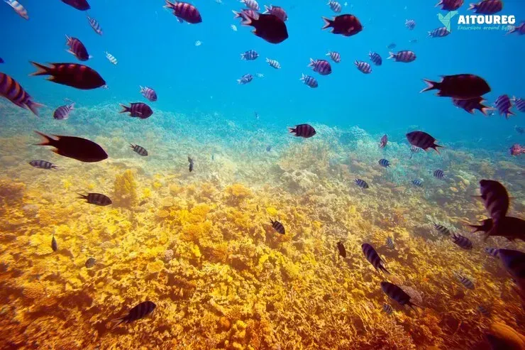 One-Day Scuba Diving Excursions in Hurghada.