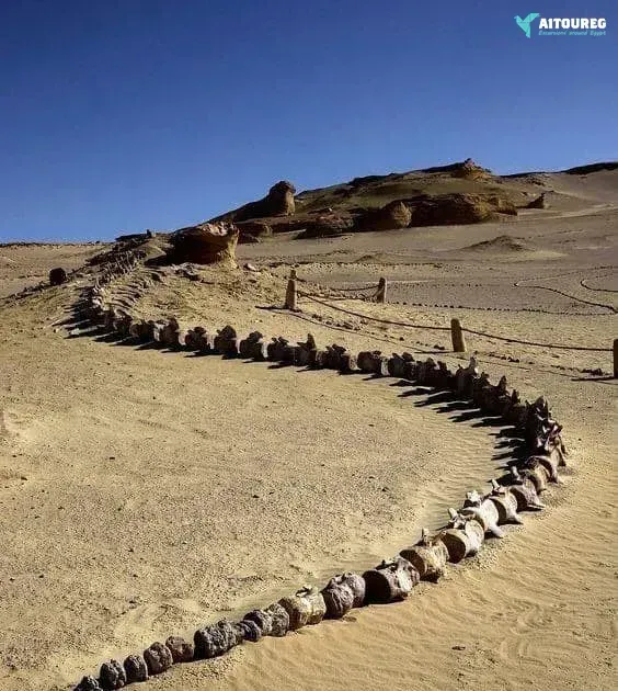 Day trip to wadi al hitan and fayoum oasis from alexandria