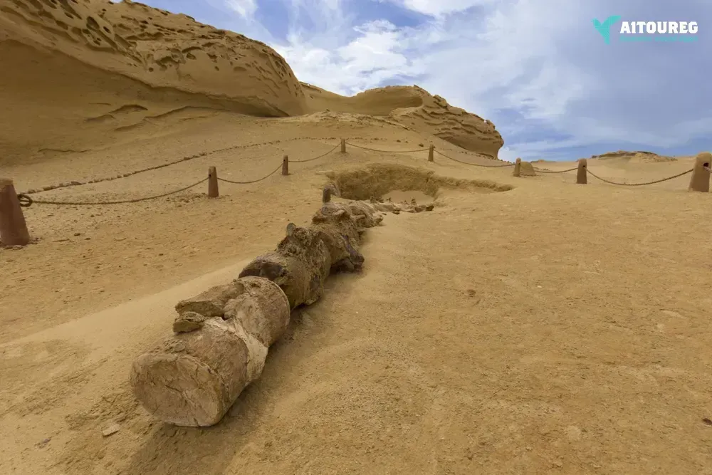 Day trip to wadi al hitan and fayoum oasis from alexandria