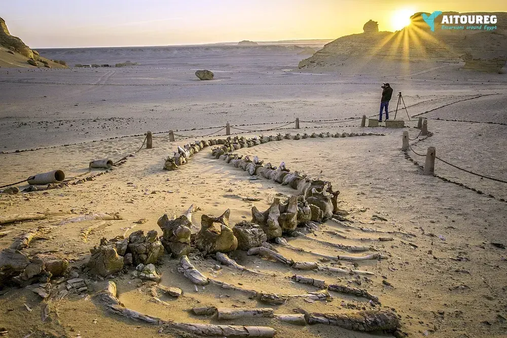 Day trip to wadi al hitan and fayoum oasis from hurghada