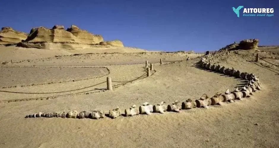 Day trip to wadi al hitan and fayoum oasis from hurghada