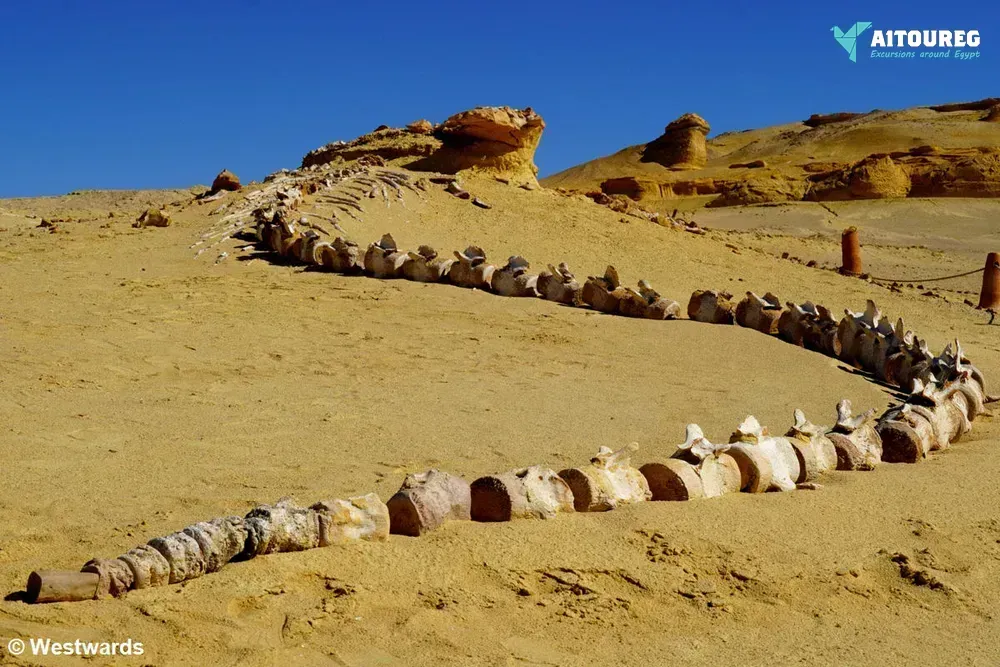 Day trip to wadi al hitan and fayoum oasis from hurghada