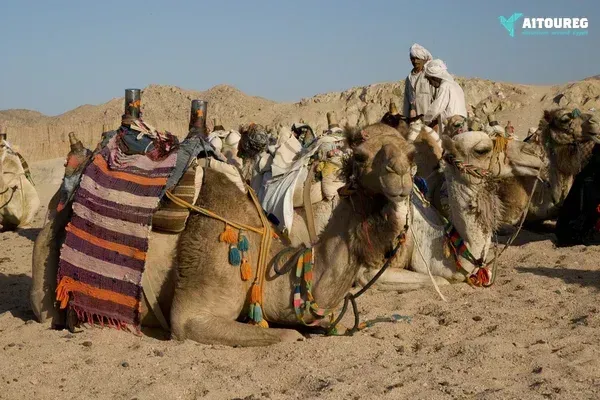 Desert super safari excursions by jeep from marsa alam