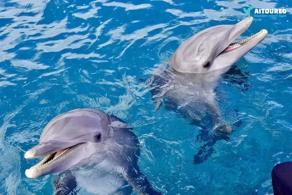 Dolphin house snorkeling trip from sahel hashesh