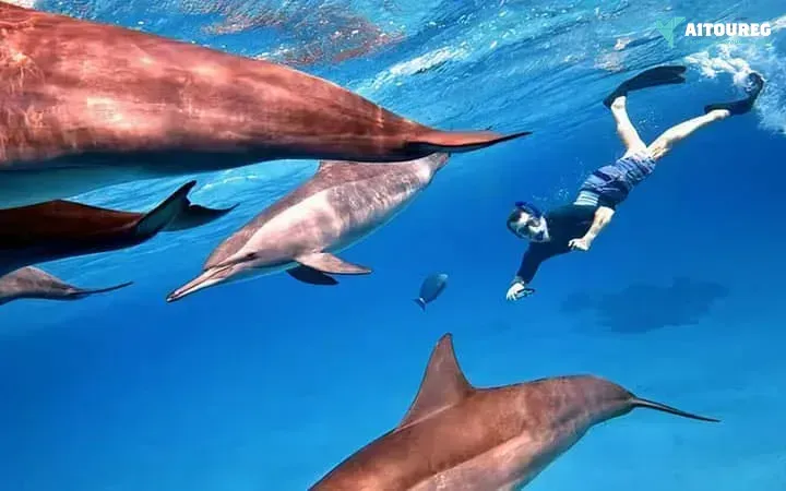 Dolphin house snorkeling trip from sahel hashesh