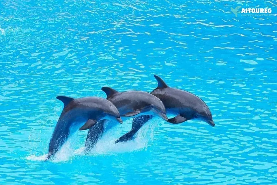 Dolphin house snorkeling trip from sahel hashesh