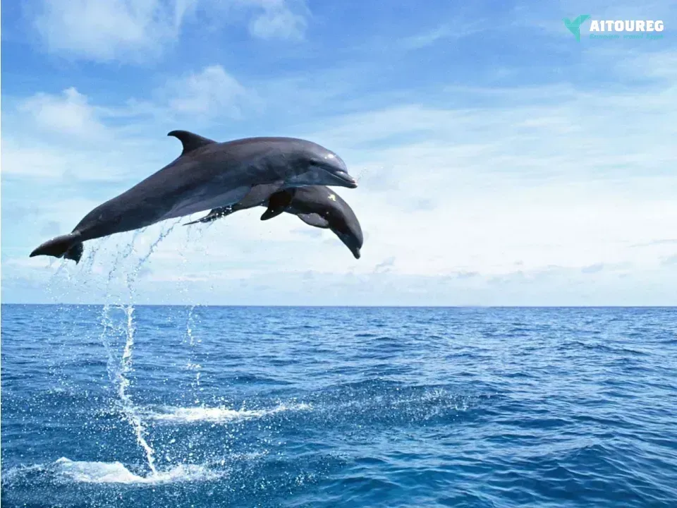 Dolphin house snorkeling trip from sahel hashesh