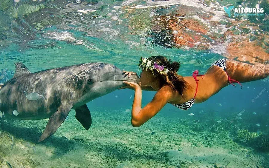 Dolphin house snorkeling trip from sahel hashesh