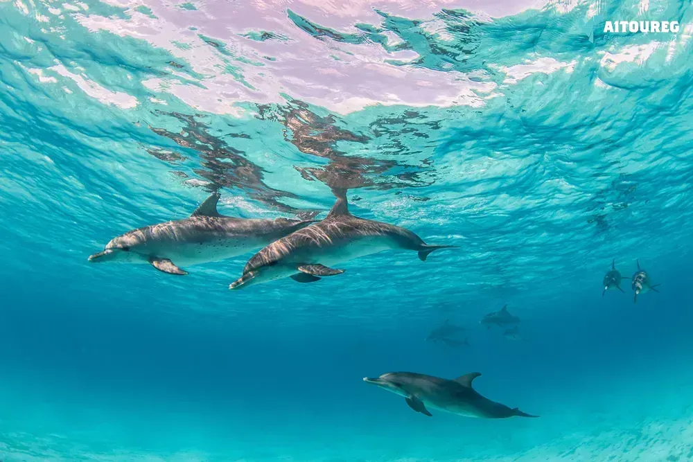 Dolphin house snorkeling trip from sahel hashesh