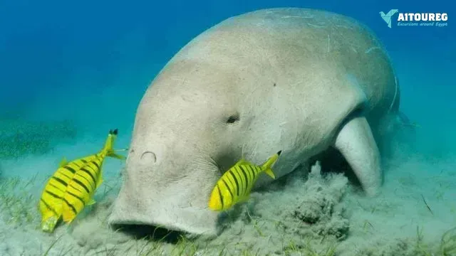 Find the dugong in marsa alam by speed boat