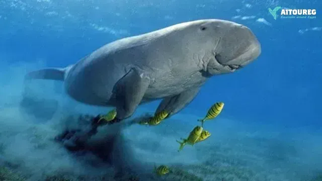 Find the dugong in marsa alam by speed boat