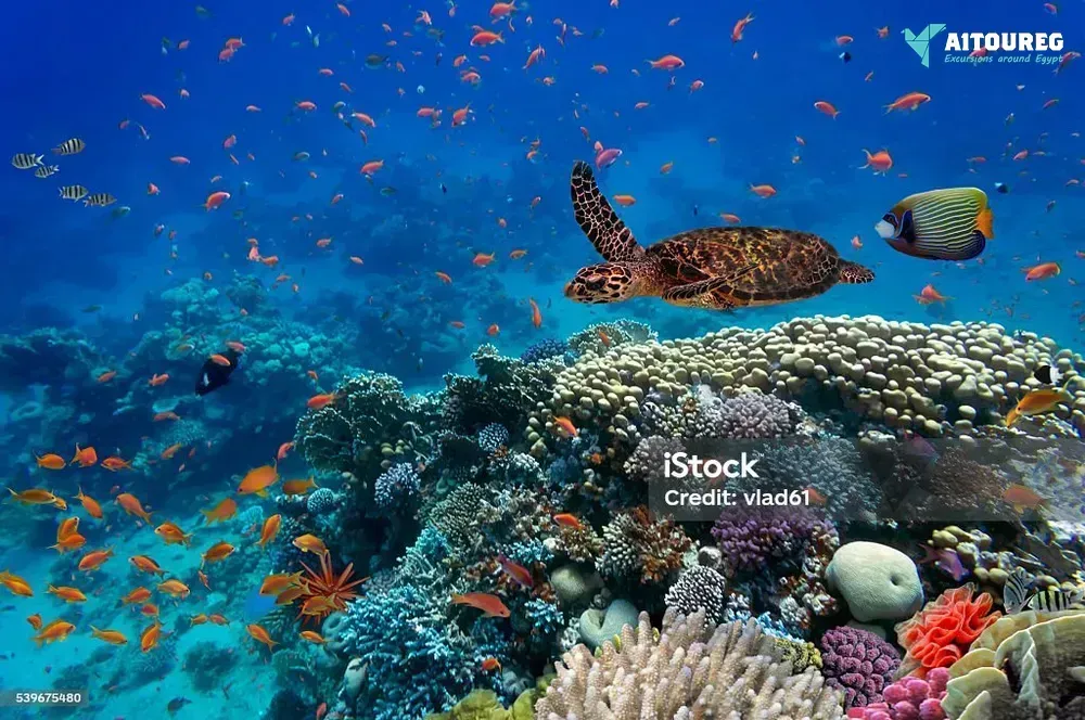 Find the dugong in marsa alam by speed boat