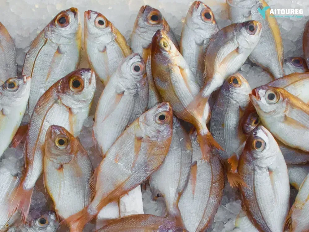Private Fishing Adventure in Hurghada.