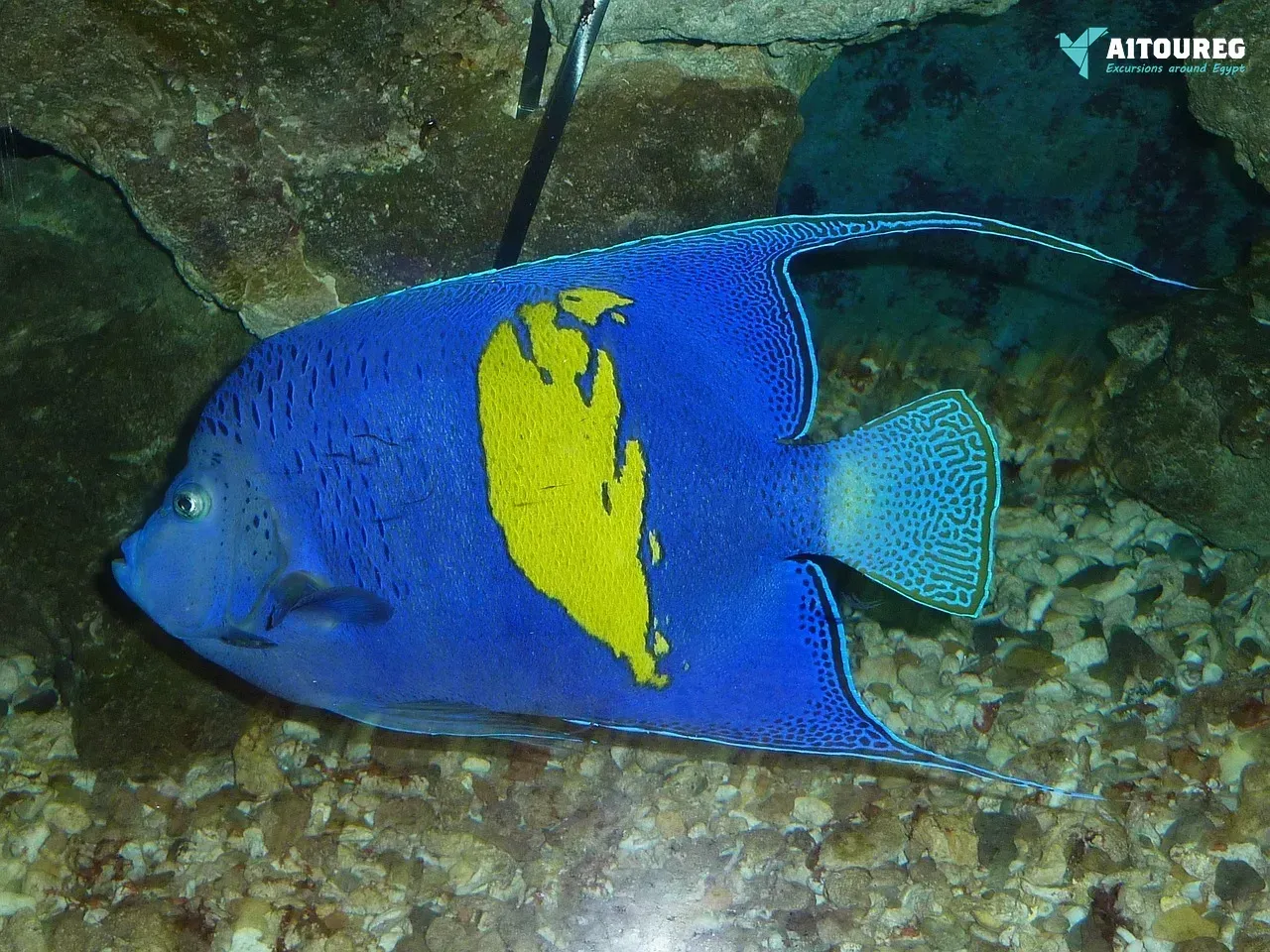 Giftun island snorkeling tours in el gouna