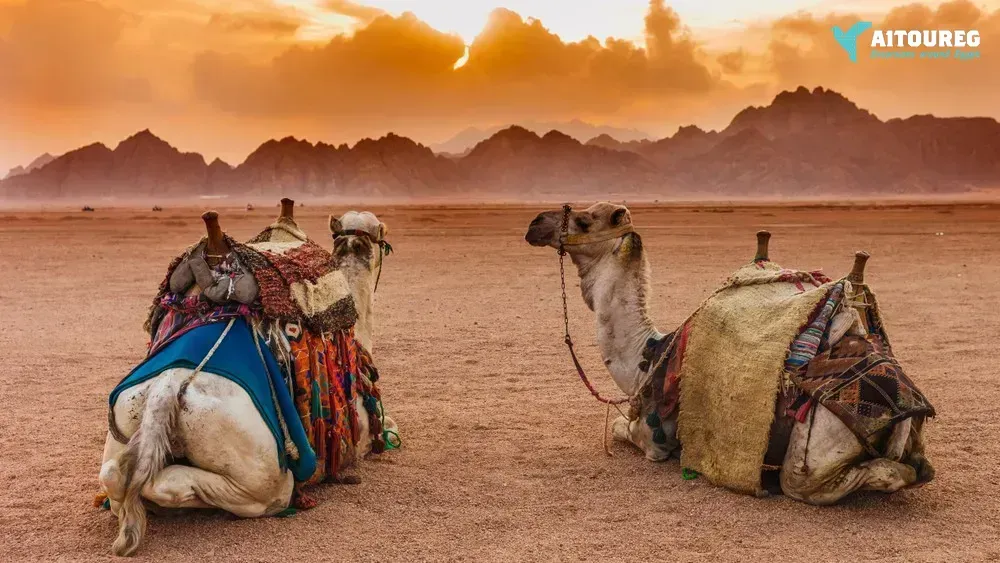 Hurghada Sunset Buggy Tours