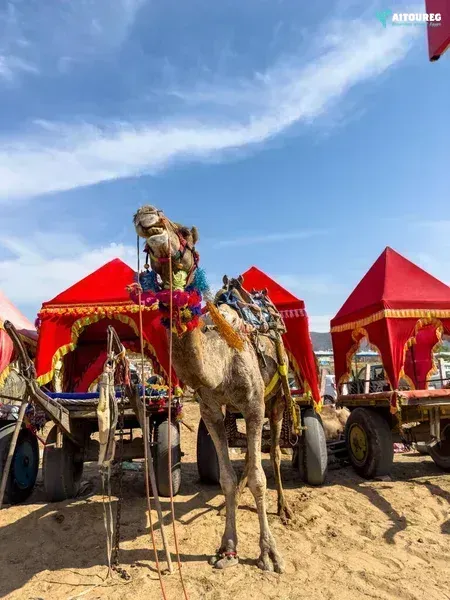 Marsa alam morning car buggy tours