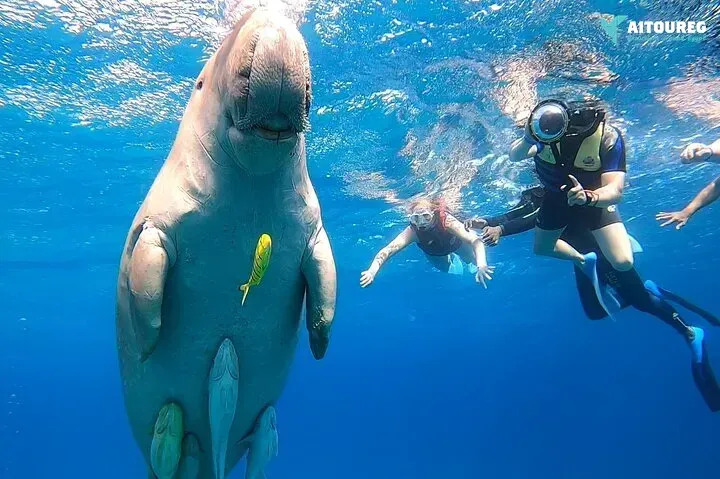 Marsa moubark snorkeling trip from portghalib