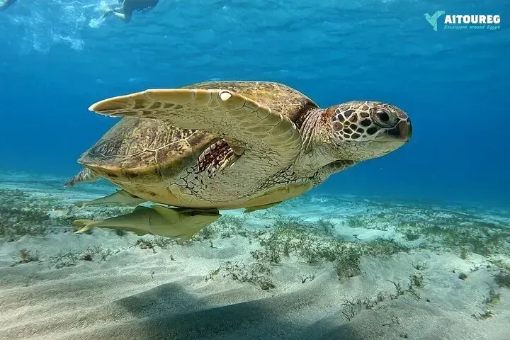 Marsa moubark snorkeling trip from portghalib