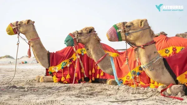 Morgendliche Quad-Bike-Safari in Marsa Alam