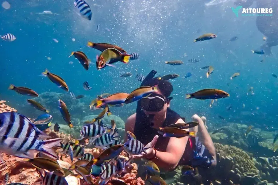Orange island snorkeling trip from sahel hashesh