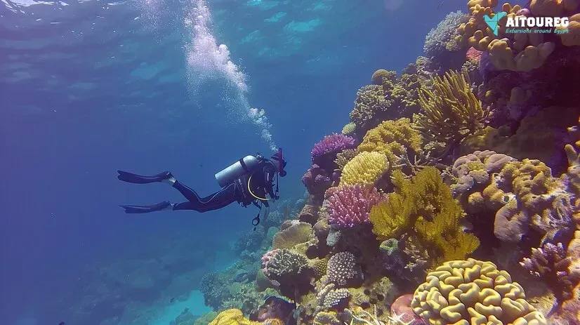 Padi scuba diving in portghalib