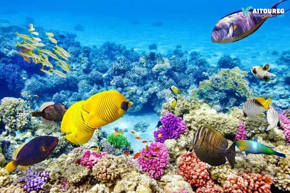 Paradise island snorkeling trip full day from sahel hashesh