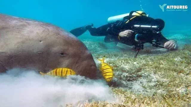 Portghalib intro diving trip from marsa alam