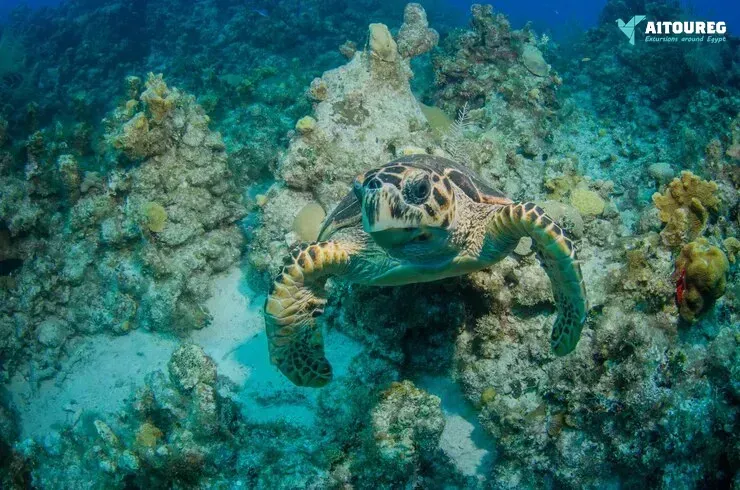 Portghalib intro diving trip from marsa alam
