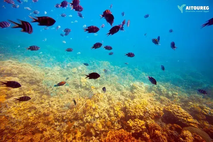 Portghalib intro diving trip from marsa alam