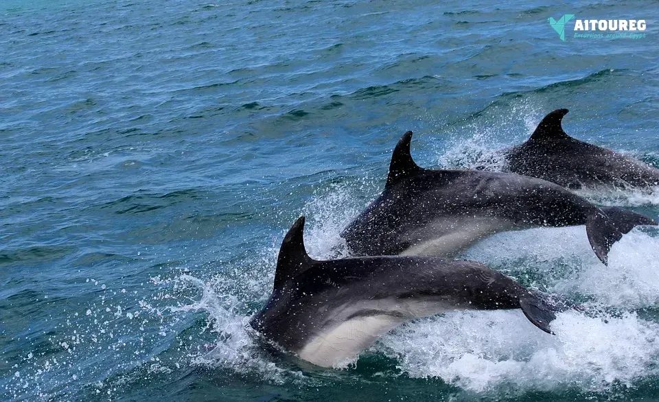 Private boat trip to the dolphin house from hurghada