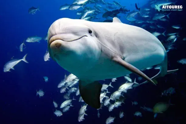 Private boat trip to the dolphin house from marsa alam
