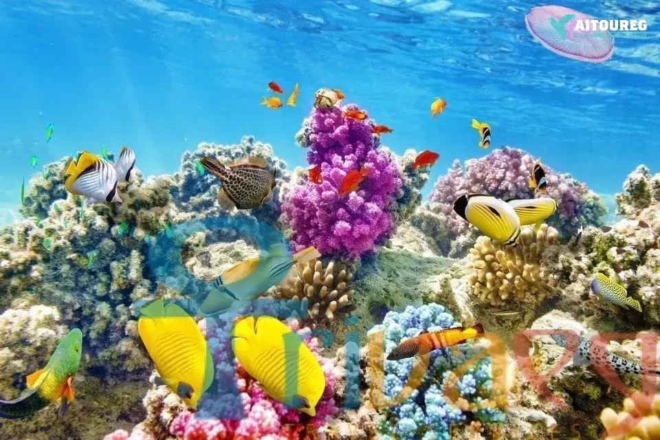 Private snorkeling boat trip to dolphin house from el gouna