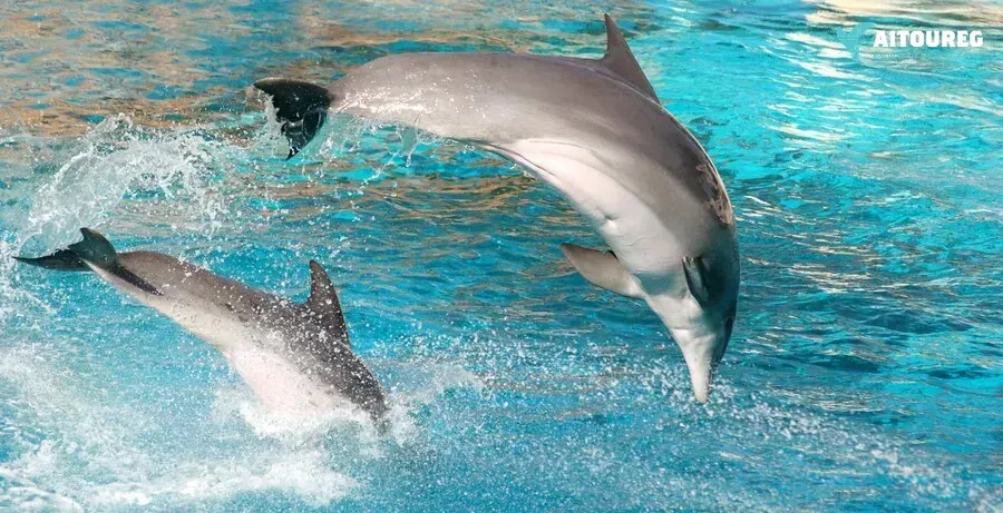 Private Schnorchelausflug zur Dolphin House von Hurghada