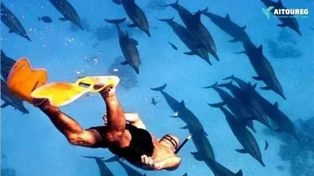 Private snorkeling boat trip to dolphin house from sahel hashesh
