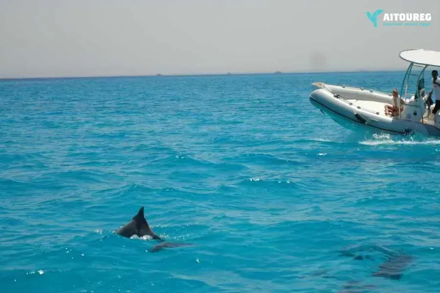 Private speedboat trip to dolphin house in sahel hashesh